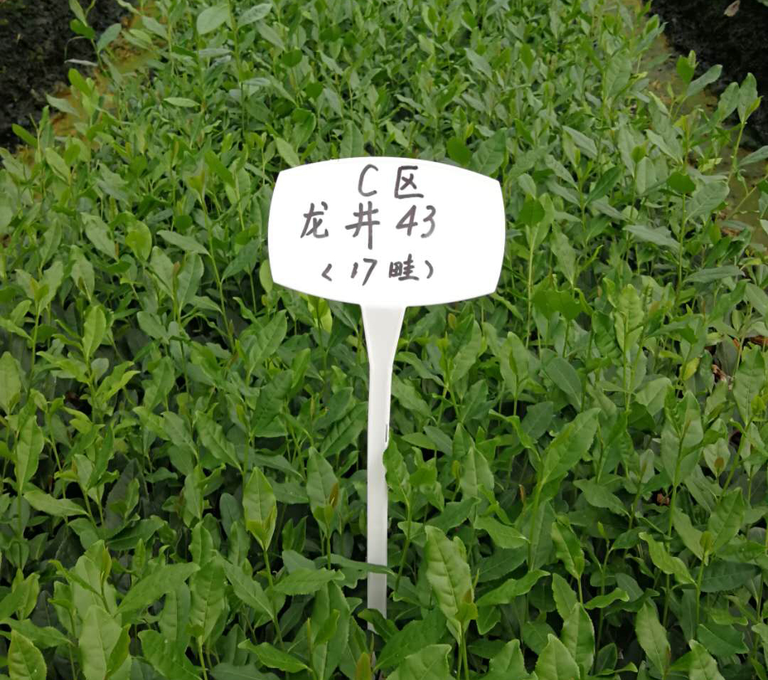 雨量對茶葉的影響？